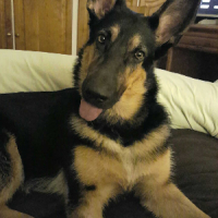 Photo de profil de Laska 