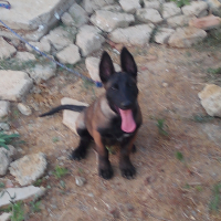 Photo de profil de Volka