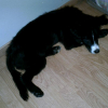 Photo de layka