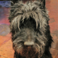 Photo de profil de ozzi