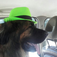 Photo de profil de Leo
