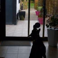 Photo de profil de balto