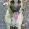 Photo de Mya, Berger Belge Malinois