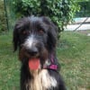 Photo de Prince