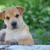 Photo de BOO  BOO