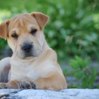 Photo de profil de BOO  BOO