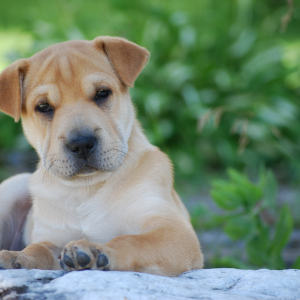 Photo de profil de BOO  BOO