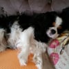 Photo de Athena, King Charles Spaniel