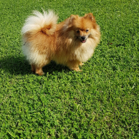Photo de profil de Mozart