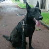 Photo de Max, Berger Hollandais
