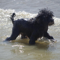 Photo de profil de Bandit