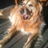 Photo de Clifford , Golden Retriever