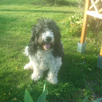 Photo de profil de Cristal