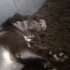 Photo de Satan, Pitbull