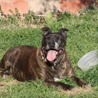 Photo de profil de FOXIE