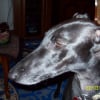 Photo de Bamba