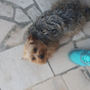 Photo de Goliath