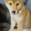Photo de natsuko