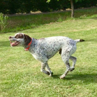 Photo de profil de Indy du Pechdu Cayrol