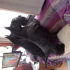 Photo de PRESTY, Terrier Ecossais