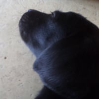 Photo de profil de Laika