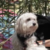 Photo de Casper, Bichon Maltais