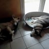 Photo de Louna, Husky Sibérien