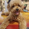 Photo de Miku, Caniche