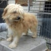Photo de Idalgo , Chien chinois à crête