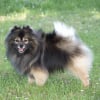 Photo de Eyko du Royaume des Bouts de Chou, Spitz Allemand