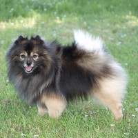 Photo de profil de Eyko du Royaume des Bouts de Chou