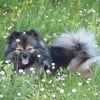 Photo de Ialou du Royaume des Bouts de Chou