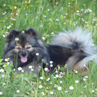 Photo de profil de Ialou du Royaume des Bouts de Chou