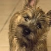 Photo de Néo, Cairn Terrier