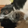Photo de Stella , Border Collie