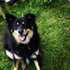 Photo de Zorro, Chien Finnois de Laponie