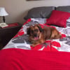 Photo de Charlotte, Teckel