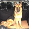 Photo de Juna, Berger Allemand