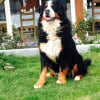 Photo de Ginger , Bouvier Bernois
