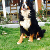Photo de profil de Ginger 
