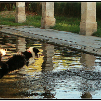 Photo de profil de Némo dit Hell