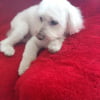 Photo de Boul, Bichon Maltais