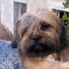 Photo de Hadodock, Lhassa Apso