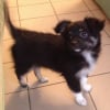 Photo de NINJA