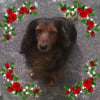 Photo de Zoe, Teckel