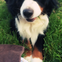Photo de profil de Aslan