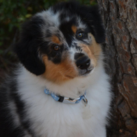 Photo de profil de Roan