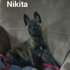 Photo de Nikita des hauts de france