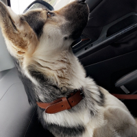 Photo de profil de Nuka