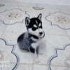 Photo de Lola